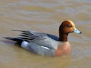 Eurasian Wigeon (WWT Slimbridge April 2013) - pic by Nigel Key